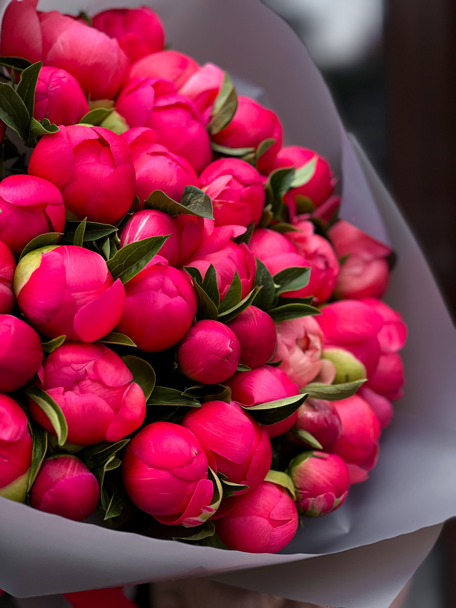 CORAL CHARM PEONY - 51 PEONIES - Зображення 2